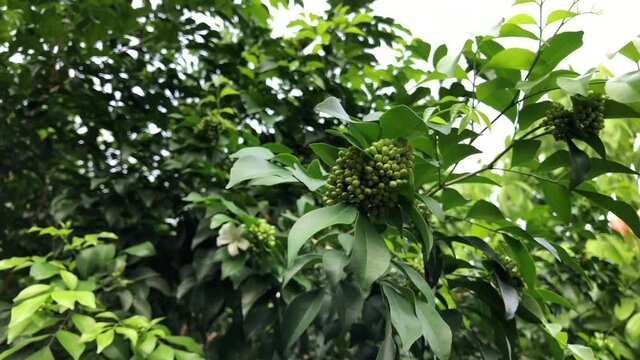 Beautiful green leaves of plants named "Murraya paniculata" growth in botanical garden.Natural background.Tropical botanical trees.