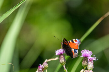 peacock butterfly sitting on a purple flower of a thistle