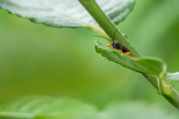  black ichneumon fly with orange legs sitting on a green leaf