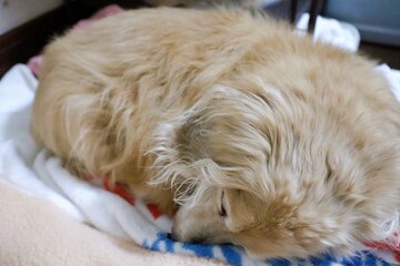 眠る老犬