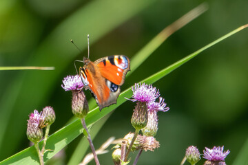 peacock butterfly sitting on a purple flower of a thistle