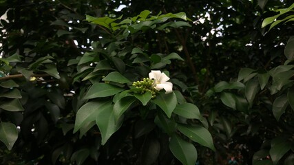 Beautiful green leaves of plants named 