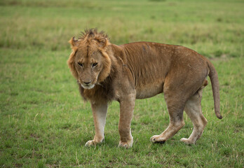 Fototapeta na wymiar Closeup of a Lion, Masai Mara, Kenya