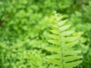 Fototapeta na wymiar Fresh green fern leaves in the forest.