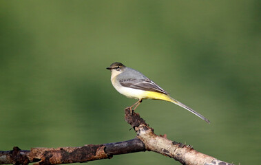 Grey wagtail hunting insects by the lake