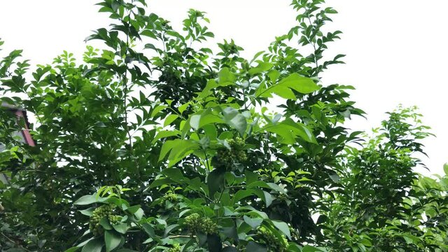 Beautiful green leaves of plants named "Murraya paniculata" growth in botanical garden.Natural background.Tropical botanical trees.