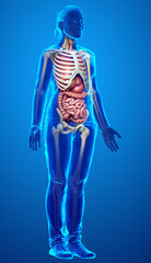 3d rendered medically accurate illustration of female Digestive System