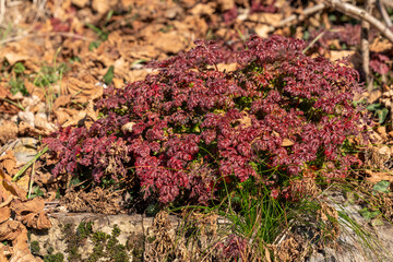 red alpine plant  growing on on rock at mountains,sunny day Orobie alps,Italy
