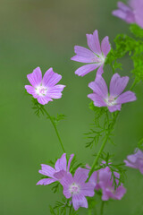 Lovely pink Blossoms of Malva moschata, (the musk mallow or musk-mallow) in the garden with green lawn in the background