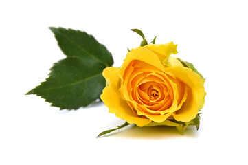 Bunch of rosy roses isolated on white 
