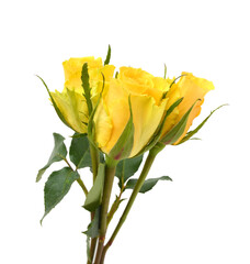 Bunch of rosy roses isolated on white 