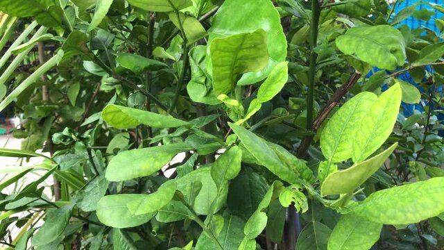 Diseases and insects in plant concept.Green leaf of Kaffir lime leaves,has symptoms a curled leaf,Citrus Canker,due disease is caused by the bacteria Xanthomonas axonopodis,glare light.