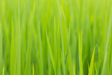 Fototapeta na wymiar Green leaf rice