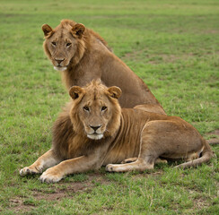 Lions posing, Masai Mara
