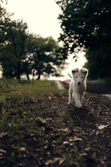 Fototapeta premium Little white fuzzy cute puppy running on the forest road under trees