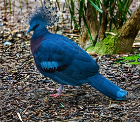 Victoria crowned pigeon. Latin name - Goura victoria beccarii	