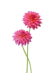 Posh motley dahlia on white background