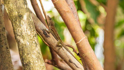 Brown lizard on the stem of a tree