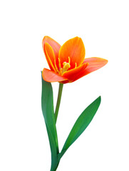 Orange tulips isolated on white background 