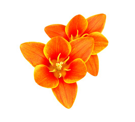 Fototapeta na wymiar Orange tulips isolated on white background 