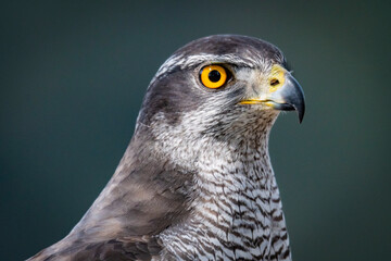 Azor - goshawk