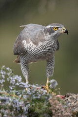 Azor - goshawk