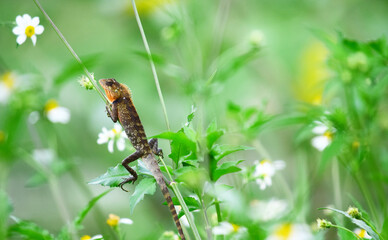 Oriental garden lizard (Calotes versicolor) - Garden lizards are relaxing on tree branches, camouflage garden lizards. Close up chameleon details.