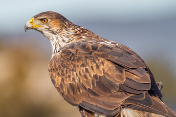 Aguila Perdicera
