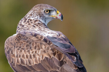 Aguila Perdicera