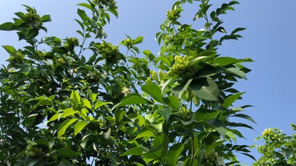 Obraz premium Beautiful green leaves of plants named 