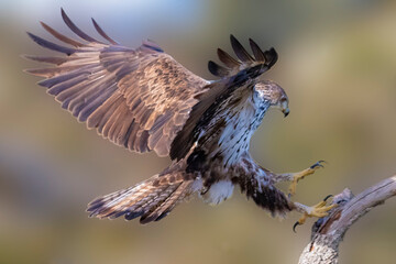 Aguila Perdicera
