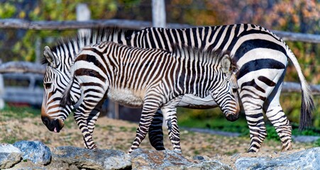 Fototapeta na wymiar zebra in zoo with cub