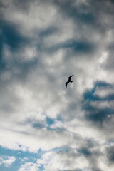 seagull in the sky