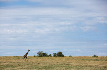 Giraffe in the vast grassland of Savannah, Masai Mara