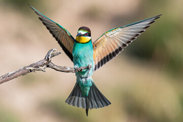 Abejaruco Europeo © MiguelAngel