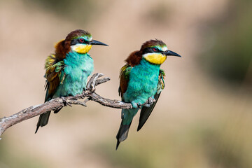 Pareja de Abejarucos