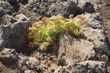 PONTA DE SÃO LOURENÇO, vereda, trakking on Madeira. October 2019