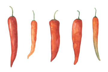 Set of red hot chili peppers isolated on a white background. Watercolor illustration hot pepper pods in minimalism style. The product is a vegetable sharp red chili peppers.