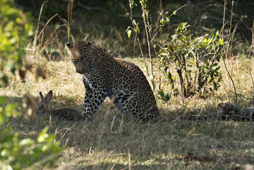 Leopard hunting a hare, Masai Mara, kenya
