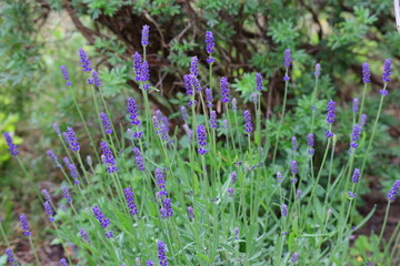 Lavendel, Heilpflanze, lila