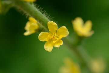 Common agrimony