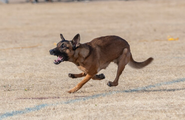 Belgian Malinois running in the dead grass at the park
