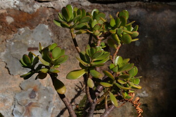 Sukkulente, fette Henne, Grünpflanze