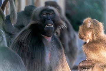 Gelada Baboon