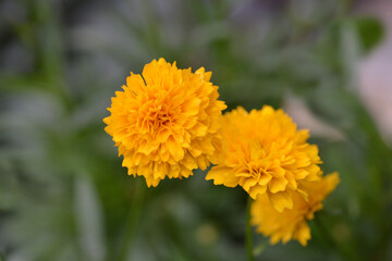 Tickseed Solena Compact Gold