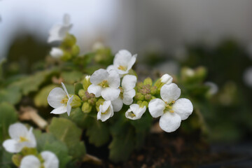 Mountain rock cress Schneehaube