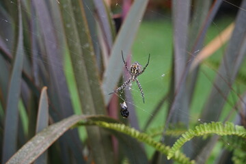 Naklejka premium Banded garden spider, shot on Madeira island, October 2019