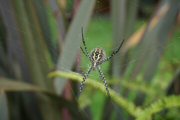 Banded garden spider, shot on Madeira island, October 2019