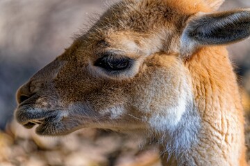 Vicuna © Michael Knöbl