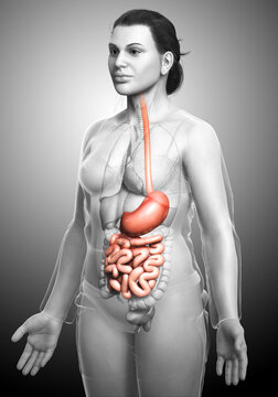 3d rendered, medically accurate illustration of a female stomach and small intestine